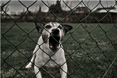 Delray Beach Dog Trainer Aggressive Dog