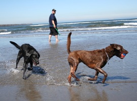 Delray Beach Dog Trainer Basic Manner