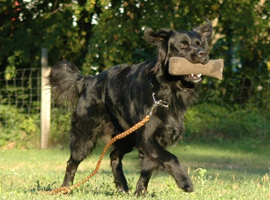 Delray Beach Dog Trainer Day Training 