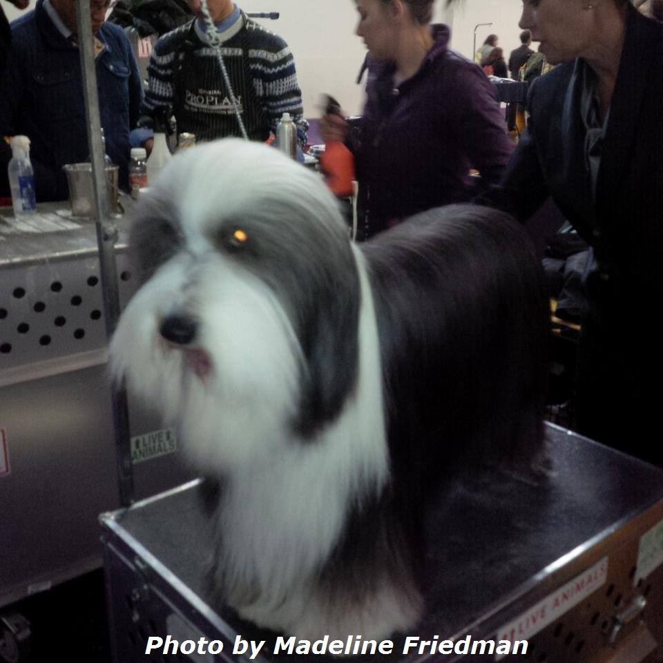 Delray Beach Dog Trainer Dog Grooming Image