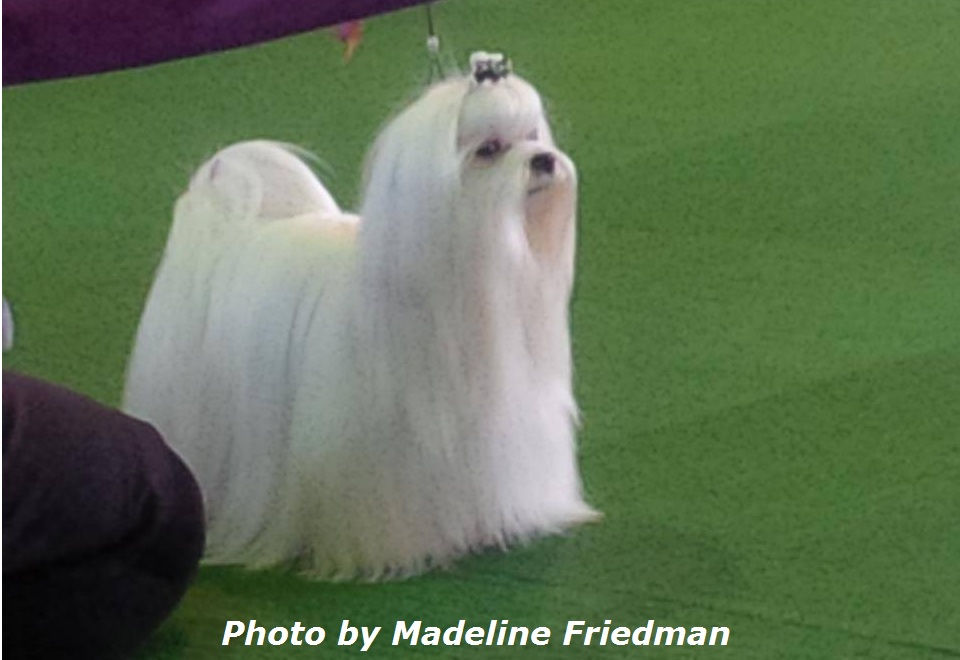 Delray Beach Dog Trainer Dog Grooming