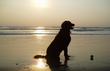 Delray Beach Dog Trainer Dog at Beach