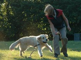 Delray Beach Dog Trainer Hourly Lessons
