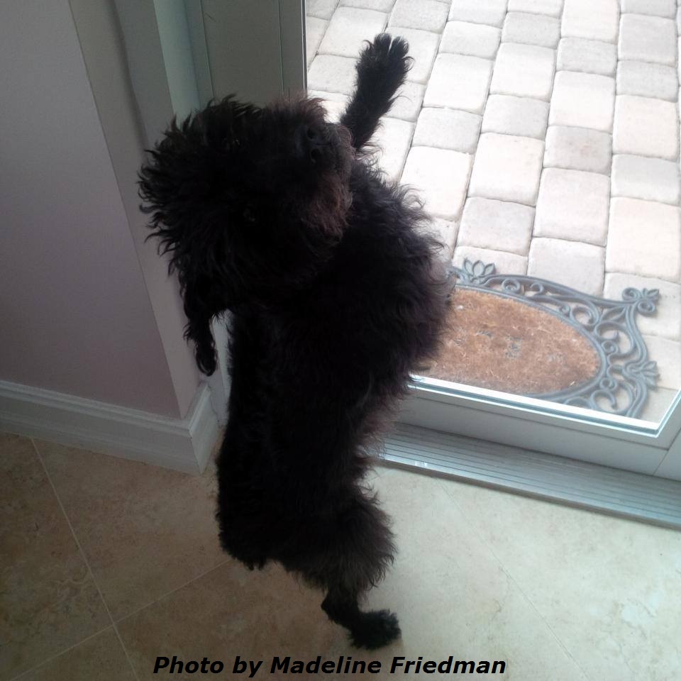Delray Beach Dog Trainer In Home Dog Training