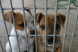 Delray Beach Dog Trainer Pound Puppies