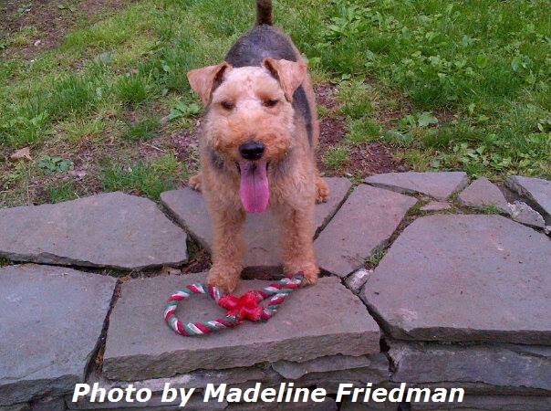 Delray Beach Dog Trainer Rescue