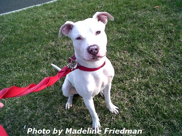 Delray Beach Dog Trainer training