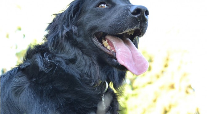 Delray Beach Dog Trainer Black Retriever